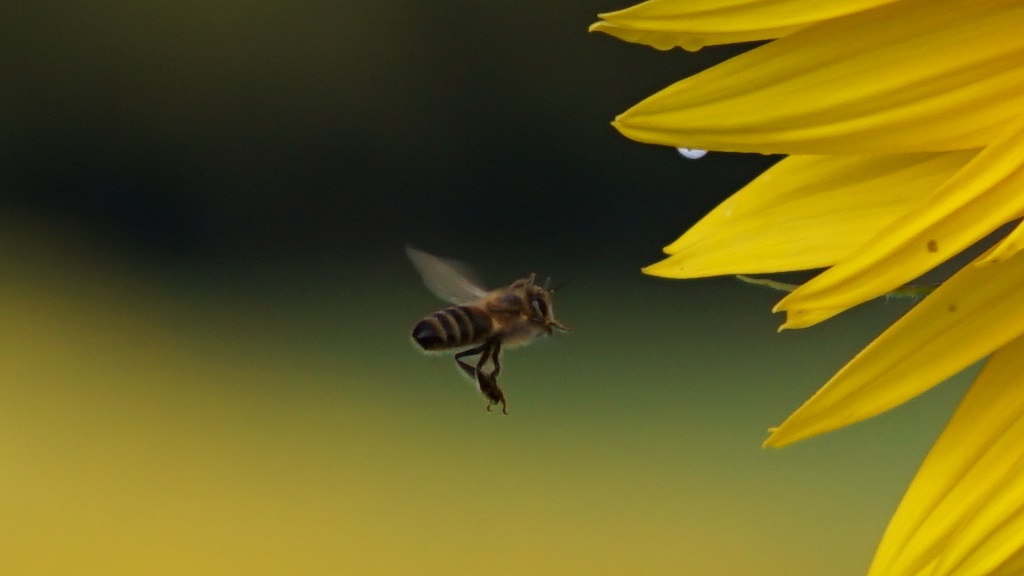 Click on the cropped photograph to view the bee in 1024 pixel resolution